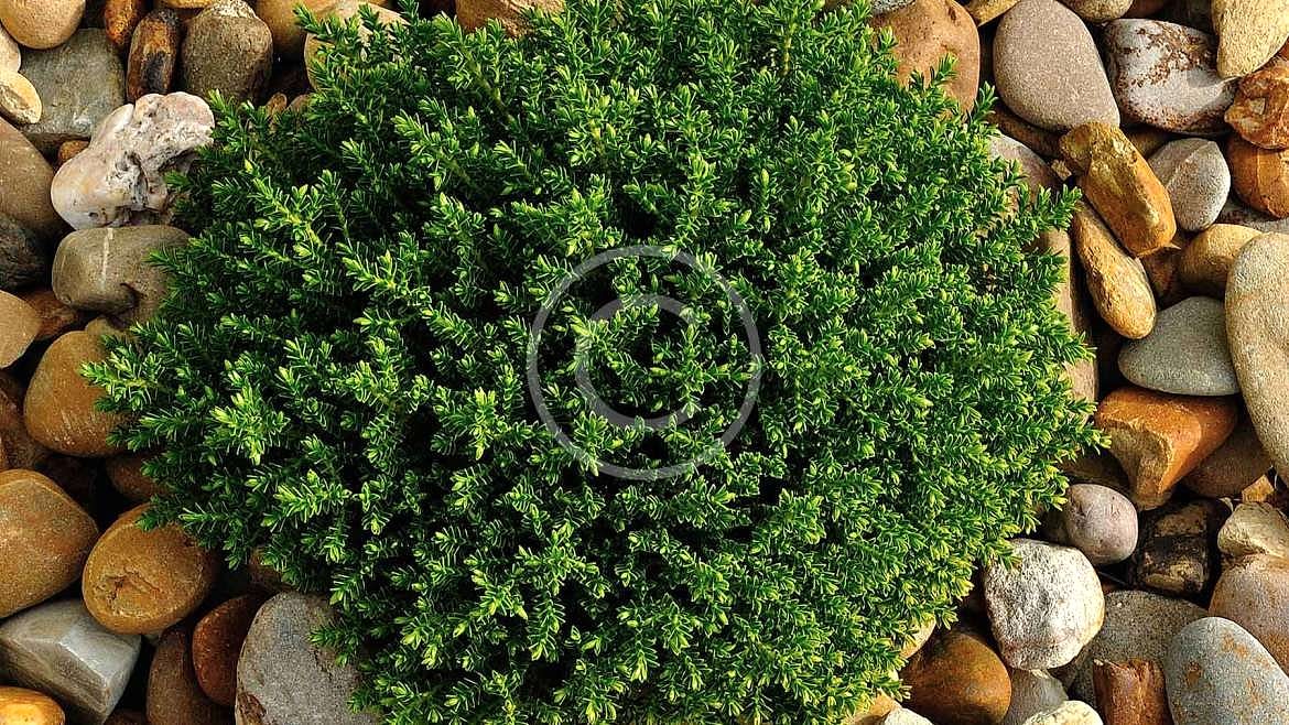 Bitki Yetiştiriciliği